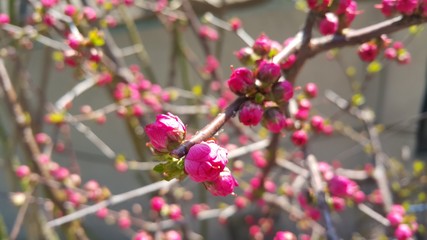 Dog rose bushes with red berries hanging from plant branches