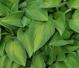 Close up of light and dark green leaves of Hosta plant