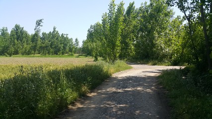 Pedestrian way or walk way with trees on sides for public walk