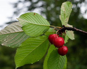 Hanging Cherry