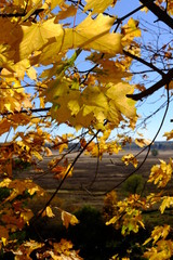 maple leaves in autumn