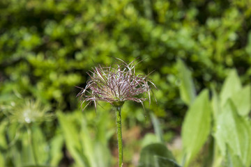 Pasque flower after flowering