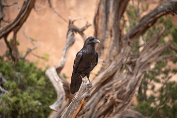 Raven perched on branch at Devil’s Garden Campground and Trailhead in Moab, Utah.