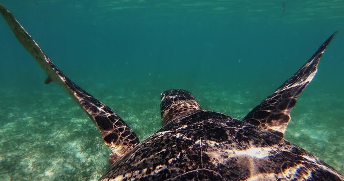 A sea turtle swims in the blue clear water of the ocean amid colorful corals.