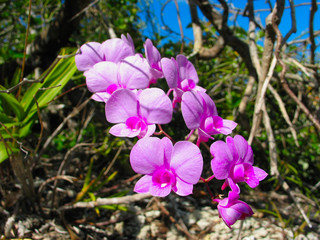 Cooktown orchid / mauve butterfly orchid (Dendrobium bigibbum), flower in its actual habitat on York Peninsula, Queenstown, Australia.