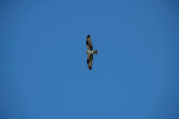 Sea gull soaring over the ocean, off of Vashon Island.