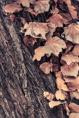 Hojas en un árbol