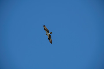 Sea gull soaring over the ocean, off of Vashon Island.