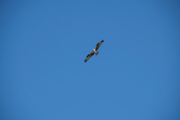 Sea gull soaring over the ocean, off of Vashon Island.