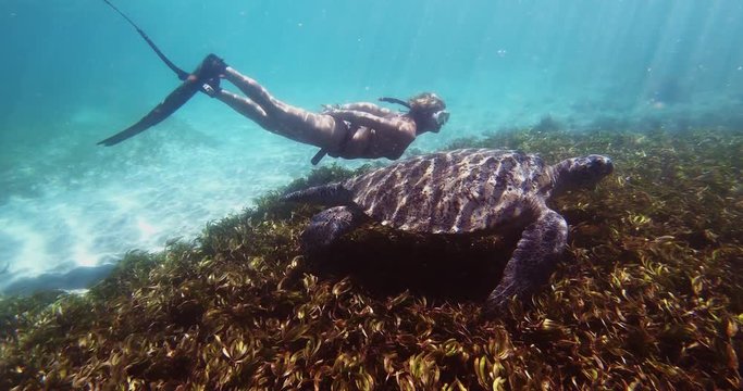 Underwater shot of female tourist is snorkeling into the clean blue water of the ocean near giant turtle.