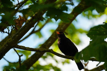 real wild bird songs