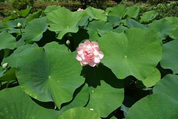 Lotus flowers are considered to be a symbol of Buddha's wisdom and mercy in Buddhism, which is caused by beautiful and clean flowers that arise from muddy water.