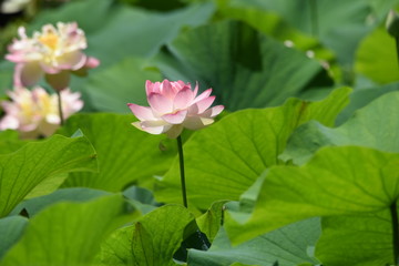 Obraz premium Lotus flowers are considered to be a symbol of Buddha's wisdom and mercy in Buddhism, which is caused by beautiful and clean flowers that arise from muddy water.
