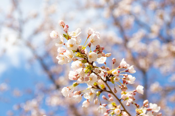桜