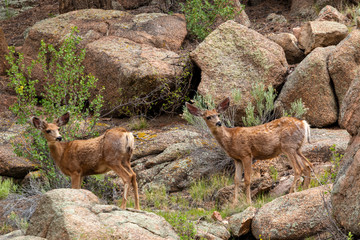 Eleven Mile Canyon Deer