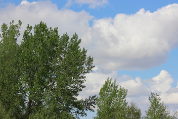 Obraz premium Tree and clouds in summer