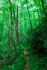 Smoky Mountain Tennessee