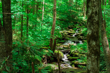 Smoky Mountain Tennessee