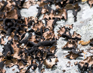 Brown and Black Flaky Fungus on Rock