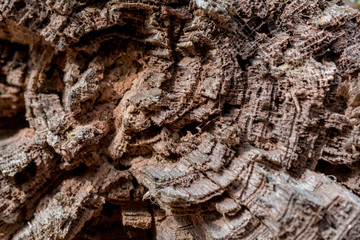 Broken Tree End View