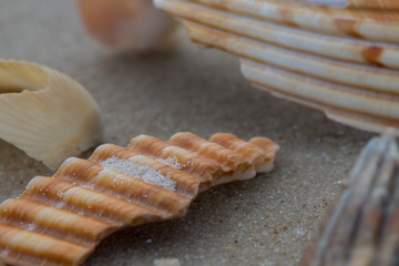 Broken Shells Close Up on Beach