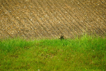 natural brown texture