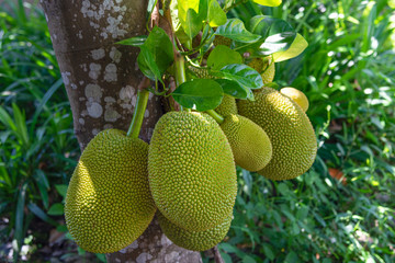 Jackfruit on the tree