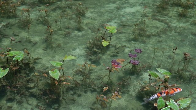 4K・モネの池・名もなき池