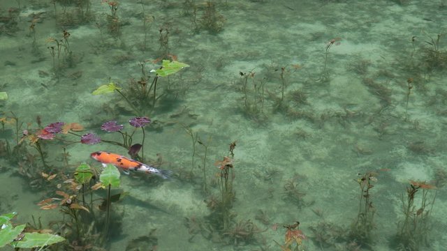 4K・モネの池・名もなき池