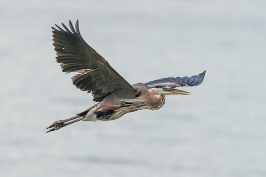 Great Blue Heron In Flight