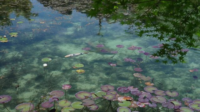 4K・モネの池・名もなき池