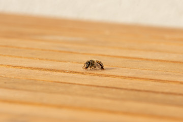 Honey bee on wooden table