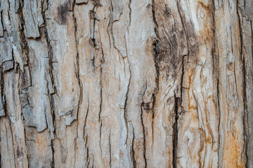 Tree bark texture background