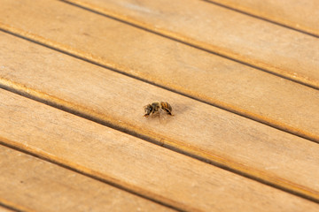 Obraz premium Honey bee on wooden table