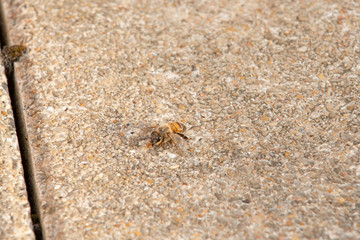 Urban honey bee on asphalt