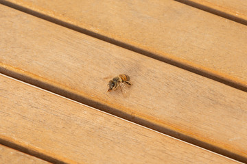 Honey bee on wooden table