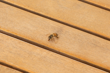 Obraz premium Honey bee on wooden table