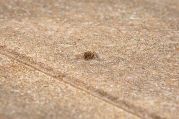Urban honey bee on asphalt