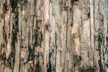 Tree bark texture background