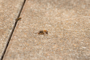 Urban honey bee on asphalt