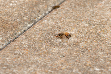 Urban honey bee on asphalt
