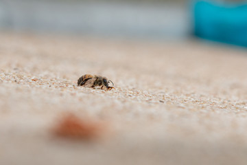 Urban honey bee on asphalt