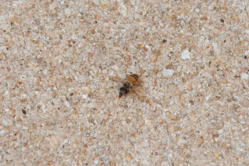 Urban honey bee on asphalt