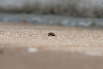 Urban honey bee on asphalt