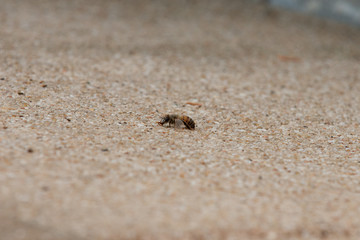 Fototapeta na wymiar Urban honey bee on asphalt