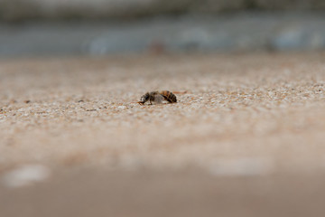 Urban honey bee on asphalt