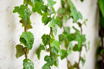 Ivy climber plant on the white wall close up view