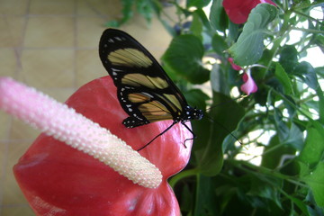 borboleta