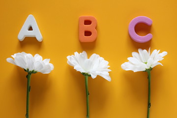 ABC - The first letters of the English alphabet and three white chrysanthemums. Back to school.