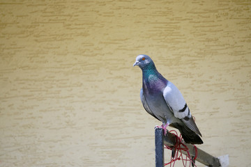 Pigeon sitting on the railing with copyspace on the side